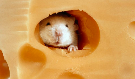 B Swiss cheese hole mouse in