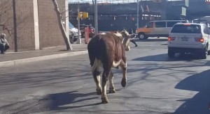 B cow-in-the-city-725x396