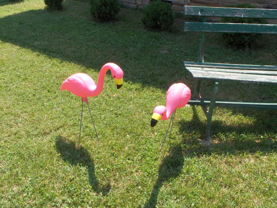 B pink flamingos by bench