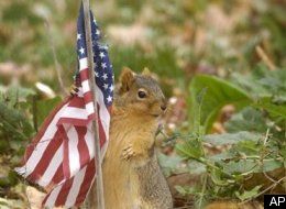 s-patriotic-squirrel-large
