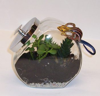 terrarium-for-kids-completed