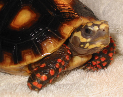 red footed tortise