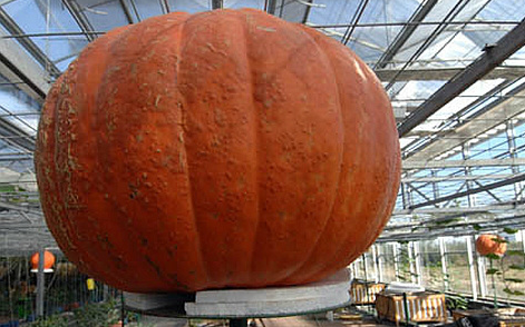 pumpkin worlds largest