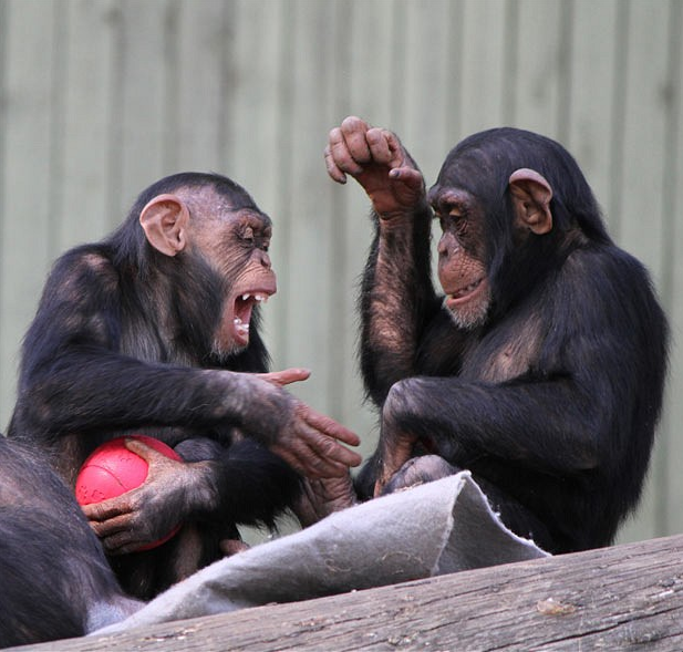 chimps hand shake