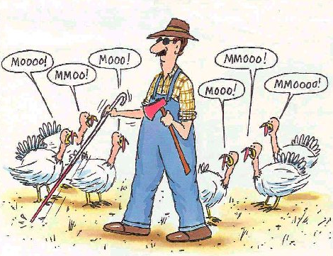 turkeys are clever birds 2