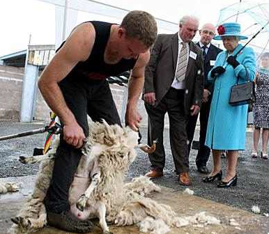 sheep shearing with queen