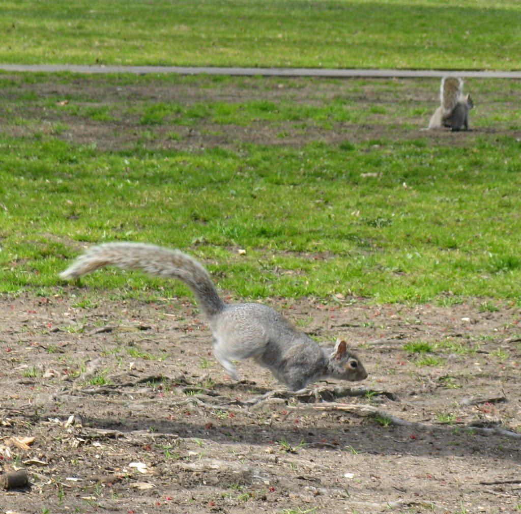 squirrel race 2