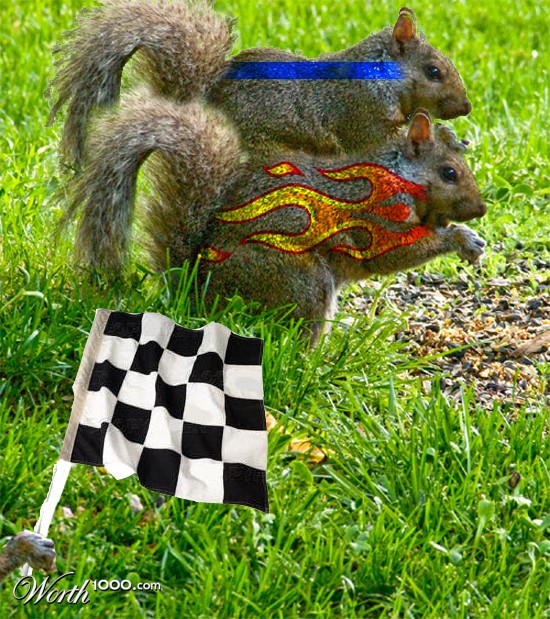 squirrel race 3