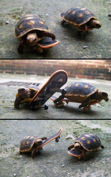 turtles on skateboards