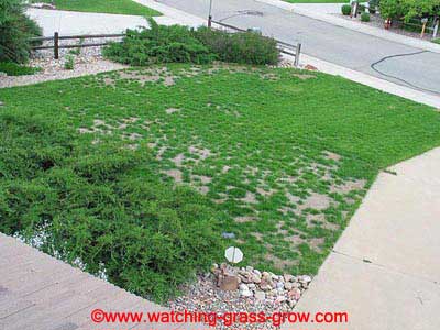 watching_grass_grow_2003_05_31