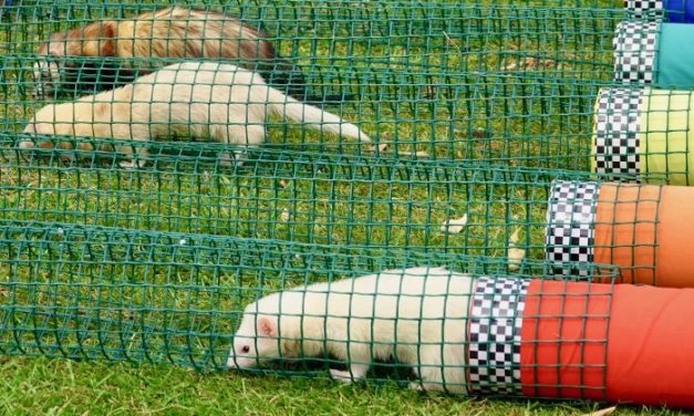 Ferret Racing at Ferret Buckeye Bash —  today — Saturday, August 24 — Columbus, Ohio — one of the largest ferret events in the U.S.