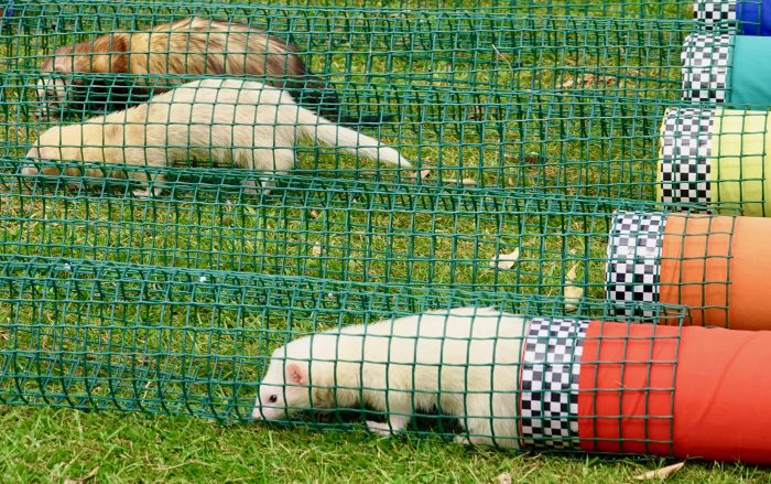 Ferret Racing at Ferret Buckeye Bash —  today — Saturday, August 24 — Columbus, Ohio — one of the largest ferret events in the U.S.