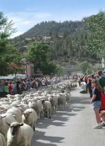 Running of the Sheep