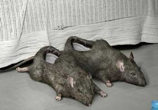 Slippers Rats