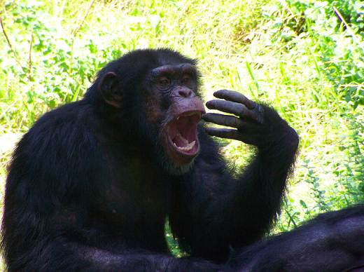 Chimp yawnning