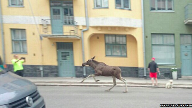 B Elk in Helsinki
