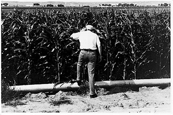 corngrowing817x