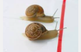 Today: World Snail Racing Championships — if you know the results, please email them to us — groverclick@mac.com — we’ll post them here