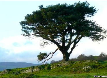 Wales' tree of year