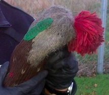 Breaking news from Aberdeen: “Injured Parrot Rescued”