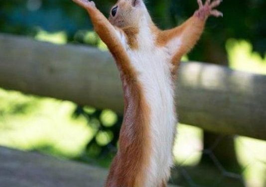 Squirrel Appreciation Day — Tuesday, January 21