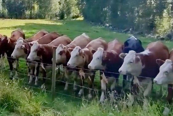 Cows — amused by watching dog fetch stick