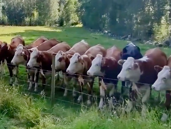 Cows — amoosed by watching dog fetch stick