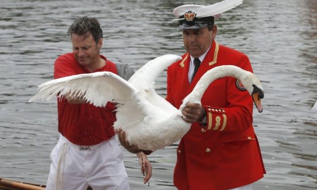 2025 calendar spans world: from Royal Swan Upping on Thames to threshing festival in Nebraska