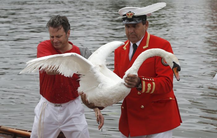 2025 calendar spans world: from Royal Swan Upping on Thames to threshing festival in Nebraska