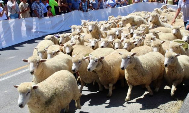 Running of the Sheep in Te Kūiti, New Zealand