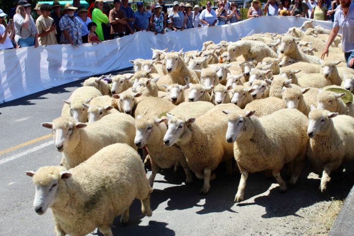 Running of the Sheep in Te Kūiti