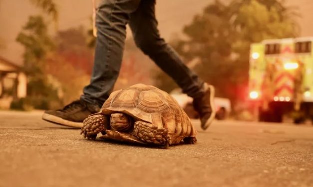 Our mascot, a turtle, evacuating LA fires—luckier than most—was able to take his home with him