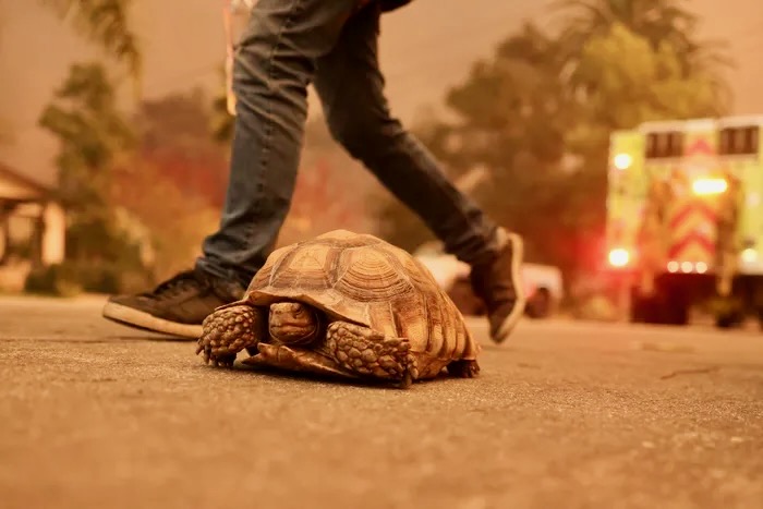 Our mascot, a turtle, evacuating LA fires—luckier than most—can take his house with him