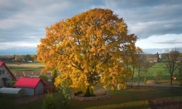 BREAKING NEWS: 2025 European Tree of the Year Winner: an oak in Lithuania, 400 years old