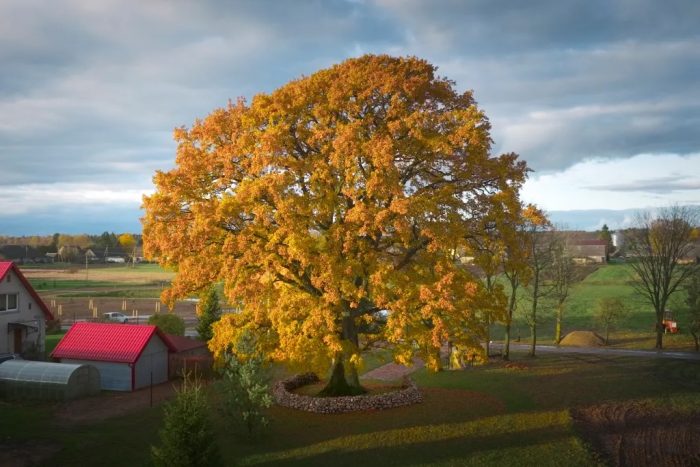 BREAKING NEWS: 2025 European Tree of the Year Winner: an oak in Lithuania, 400 years old
