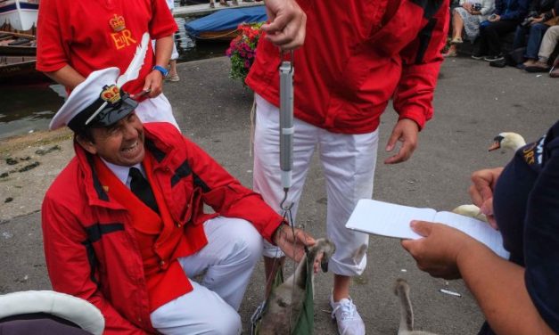 Royal Swan Upping 2026 — great news, improved numbers after two-year dip