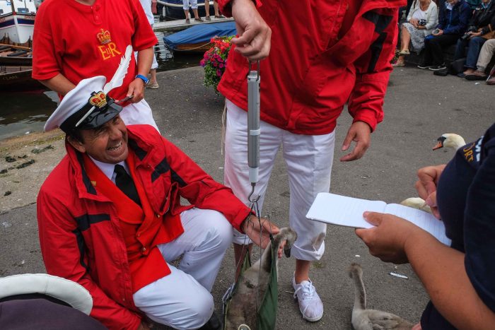 Royal Swan Upping 2026 — great news, improved numbers after two-year dip