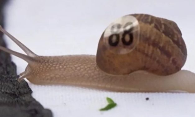 Snailer Swift, snail number 88, wins the 2026 Snail Racing World Championships