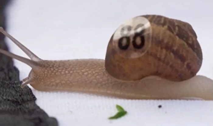 Snailer Swift, snail number 88, wins the 2026 Snail Racing World Championships