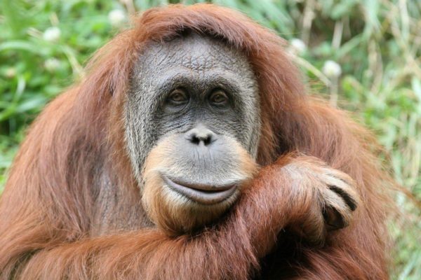 Orangutans — now have their own dating app