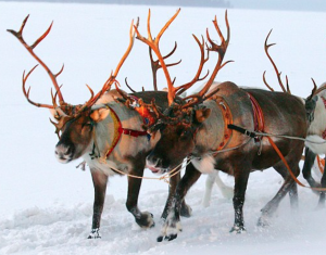 B BBC Four Xmas Eve 2 reindeer