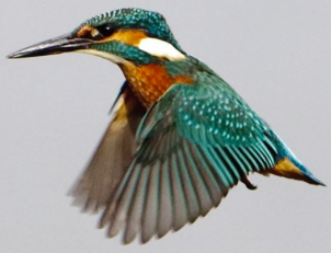 B kingfisher