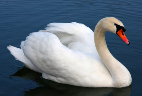 B mute swan