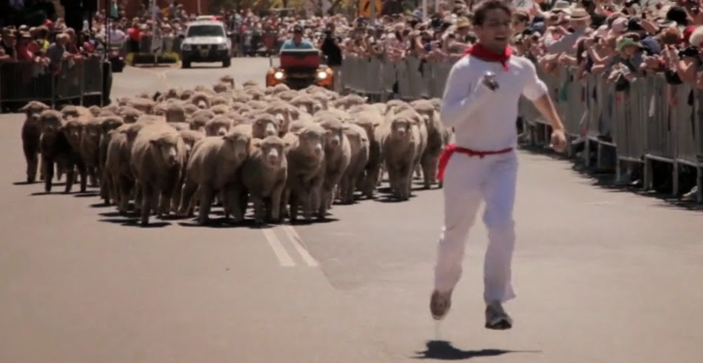 Running of the Bulls? – how about Running of the Sheep instead?