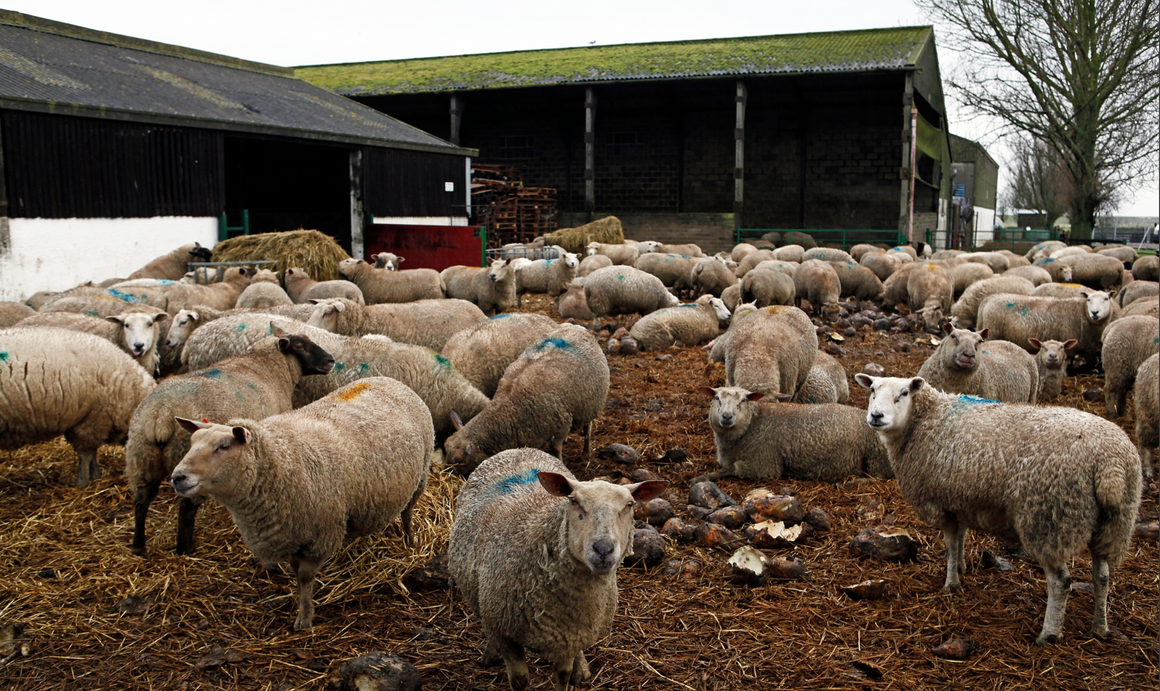 B sheep in turnip field