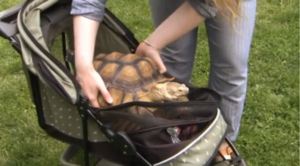 B turtle in carriage in Central Park