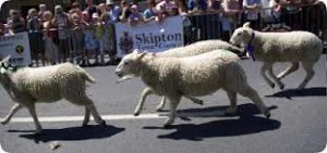July Skipton sheep running down street