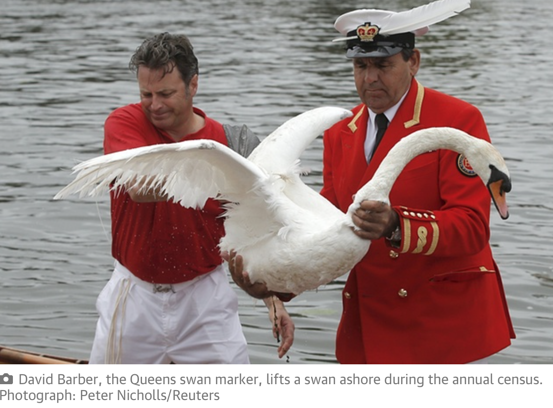 underway now: Royal Swan Upping on the Thames