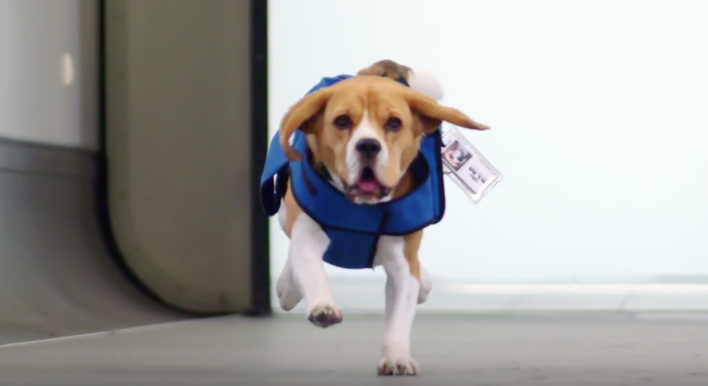 KLM dog running