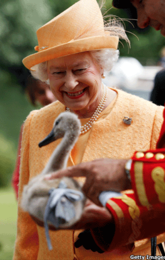 “Royal Swan Upping” — counting the Queen’s swans — starts today